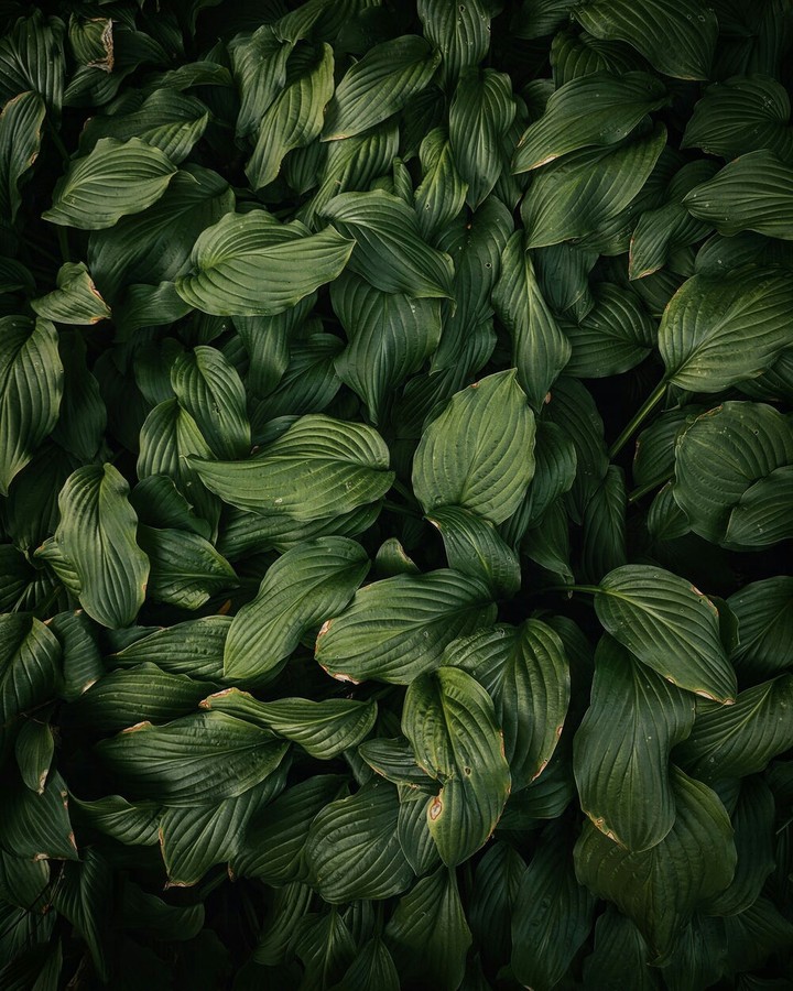 Beautiful leaves of the jungle