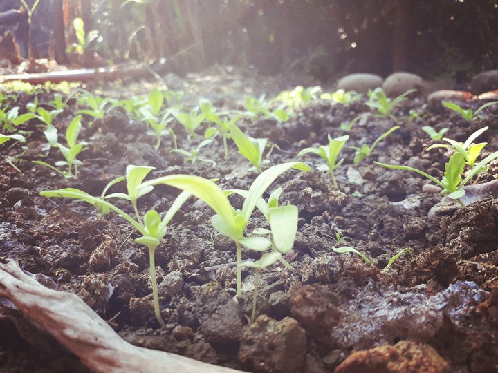 plants