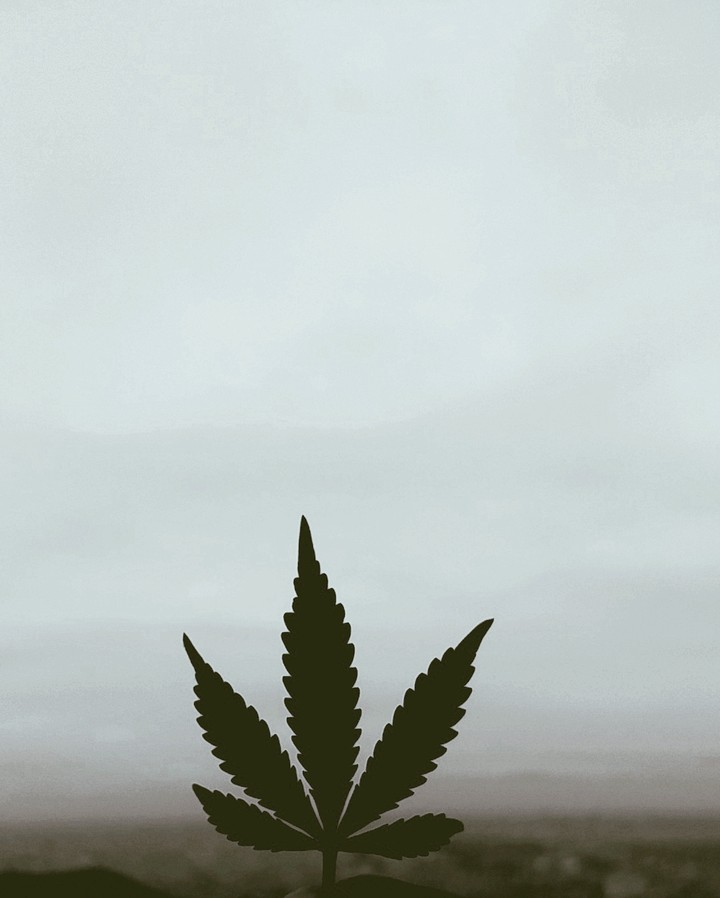 weed