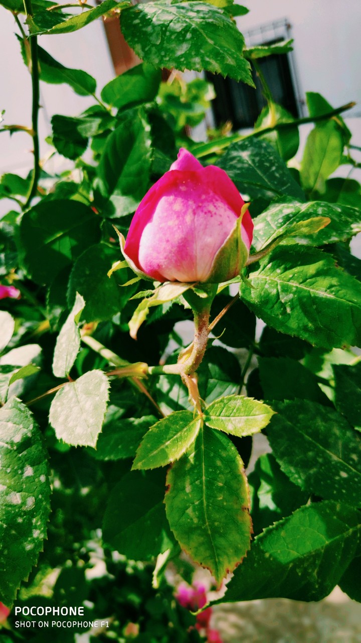 rose HD