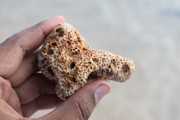 Coral