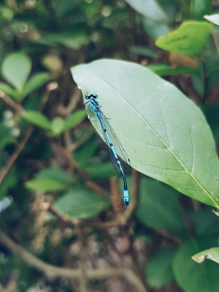 Blue dragonfly in the nature