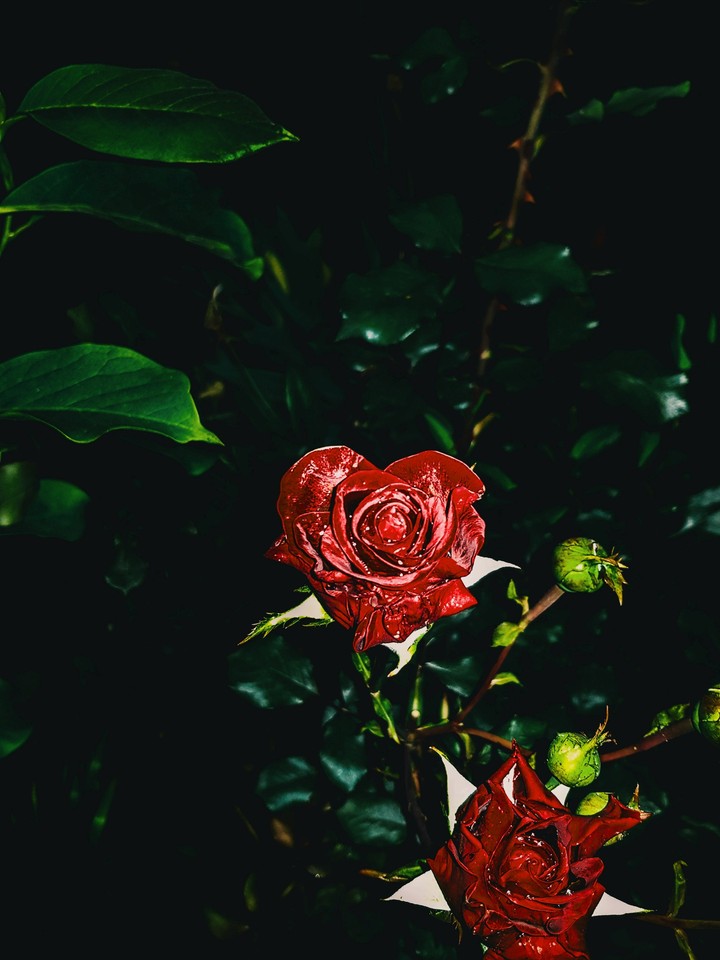 Roses?