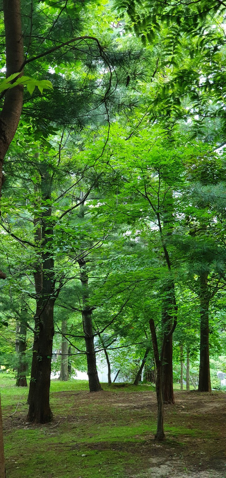 Backyard right after rainy season