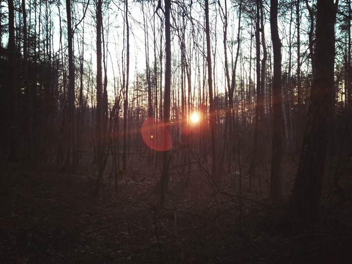 forest