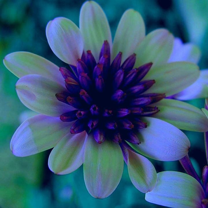 exotic flower