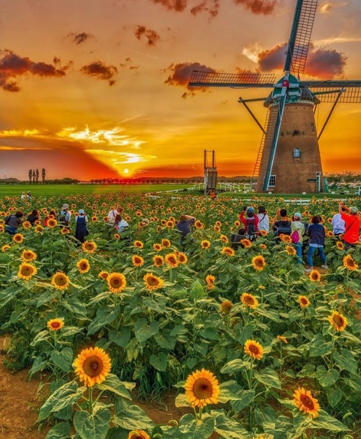 #sunflowers