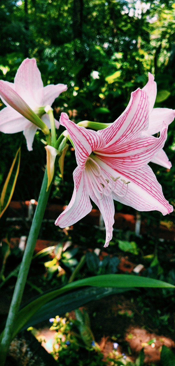 LILI FLOWER