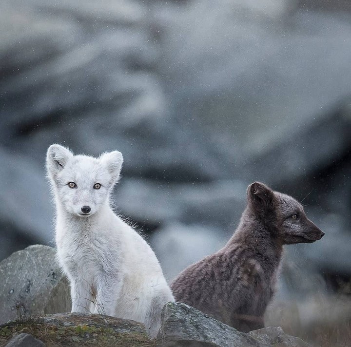 white-and-black... cute