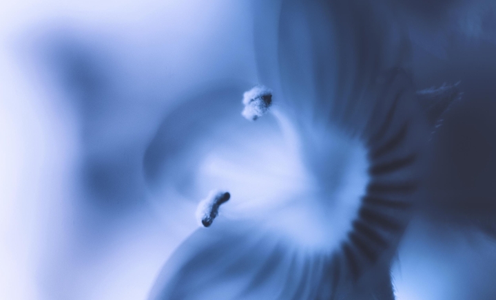 파란 꽃