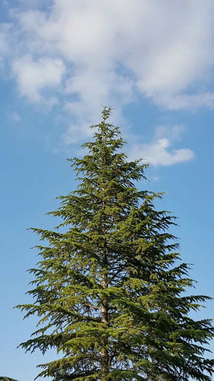 çam ağacı