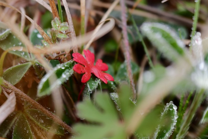 morning dew