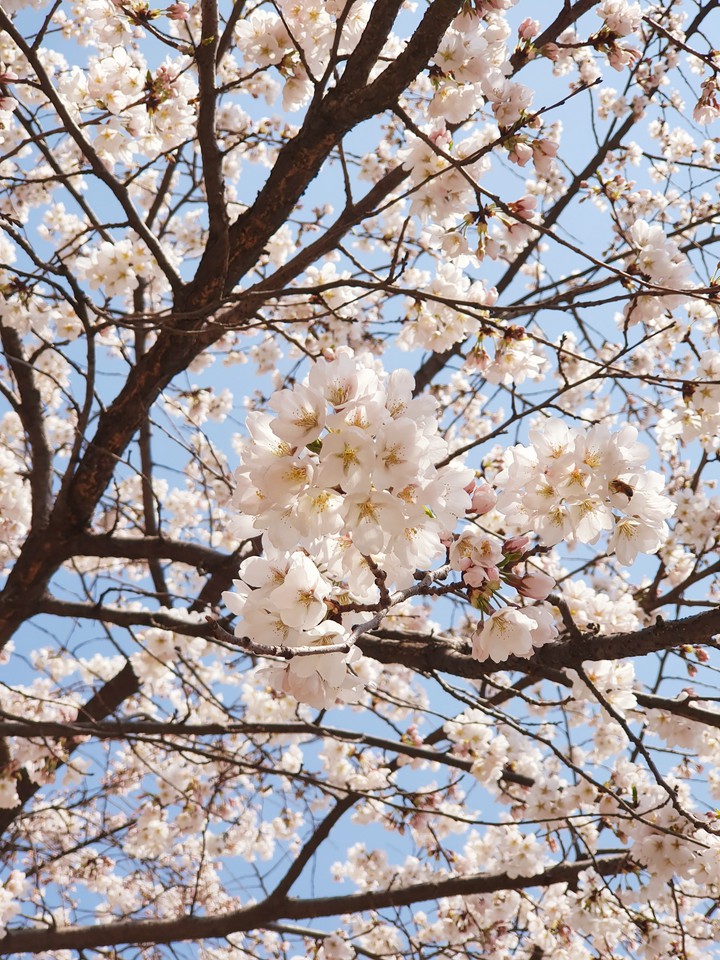 spring