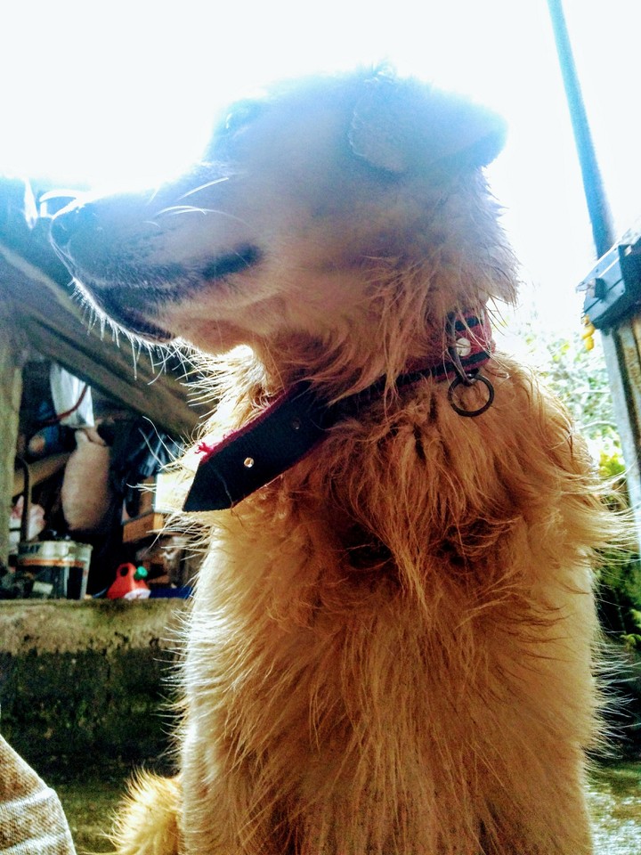 PAŞA