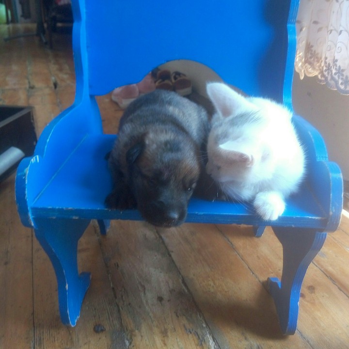 cat dog