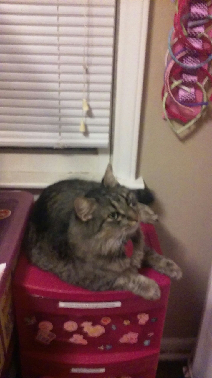 My American shorthair cat 