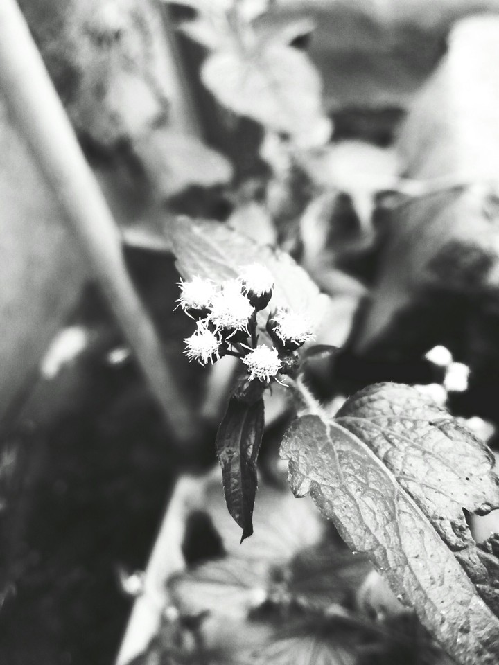 black and white