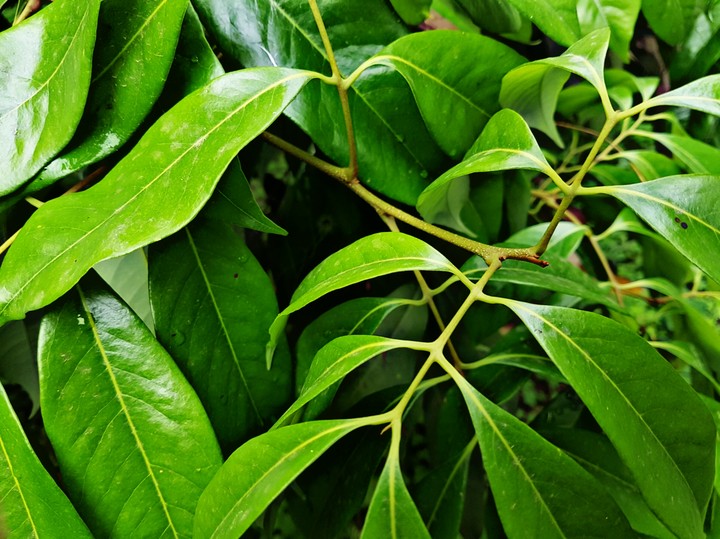 Green lover 