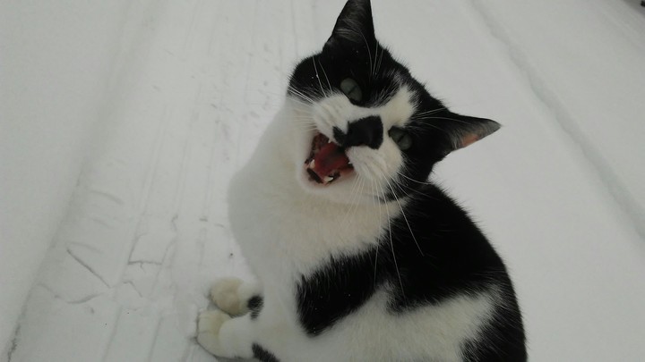 meowing