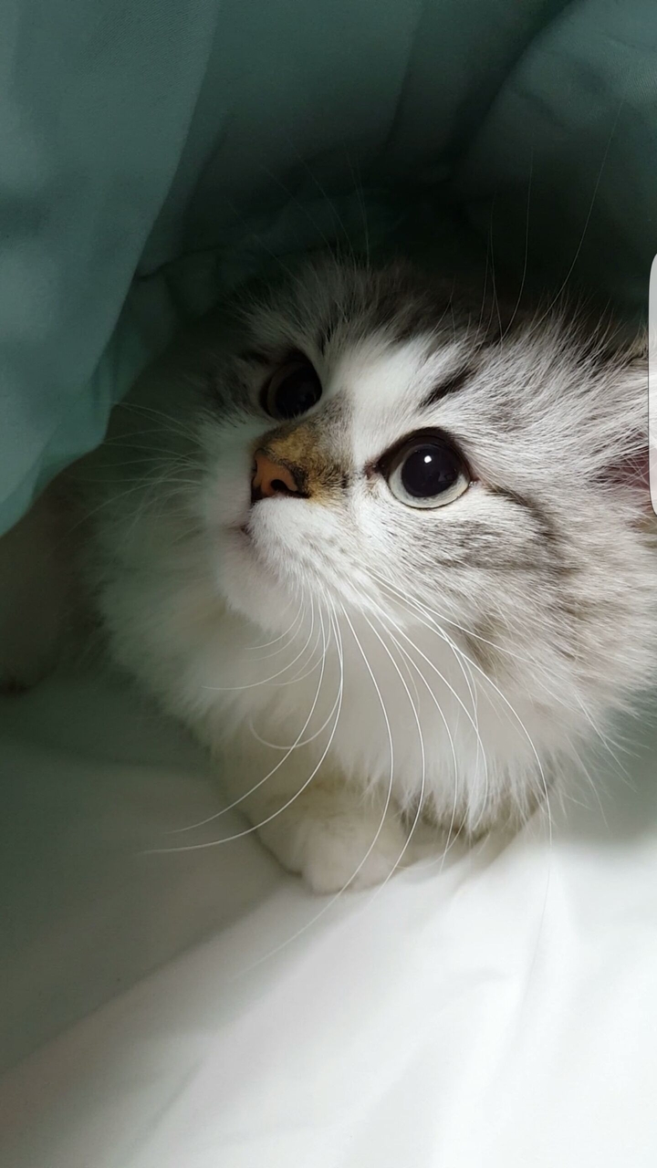 이불속 고양이