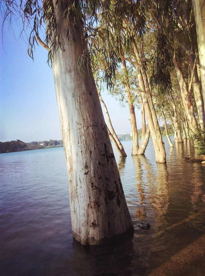 trees under the water