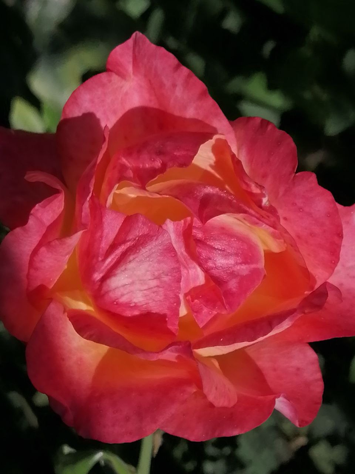 rose