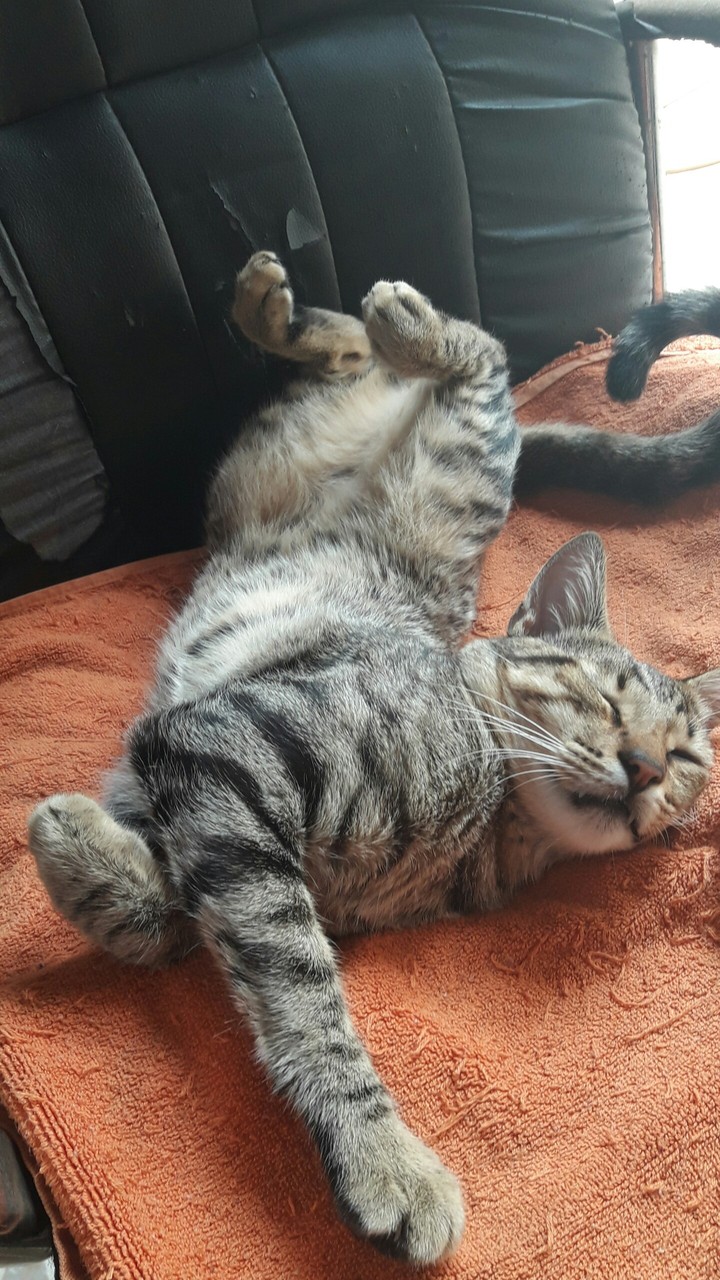 nosso Juca tirando um cochilo