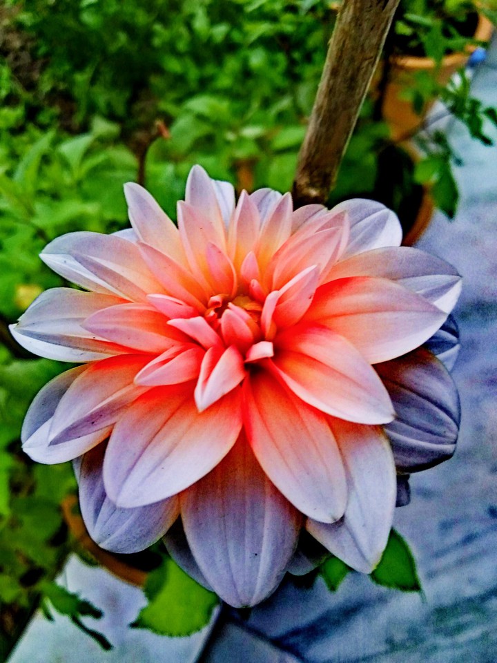 flower