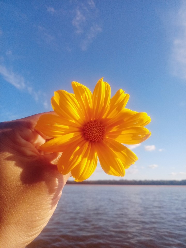 Just Why I Love Flowers????