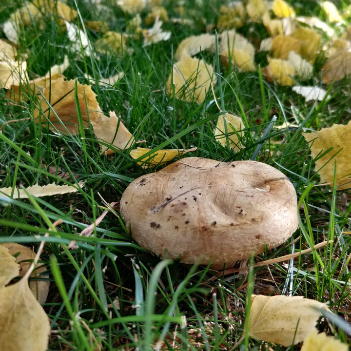 Mushroom