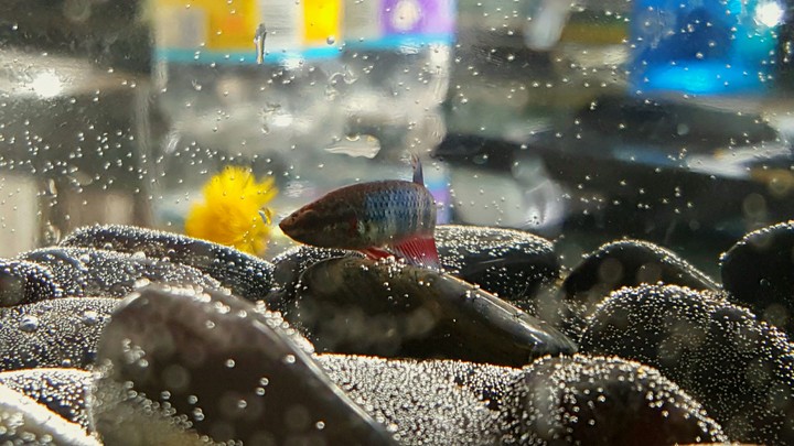 Fish