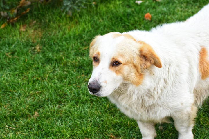 dog