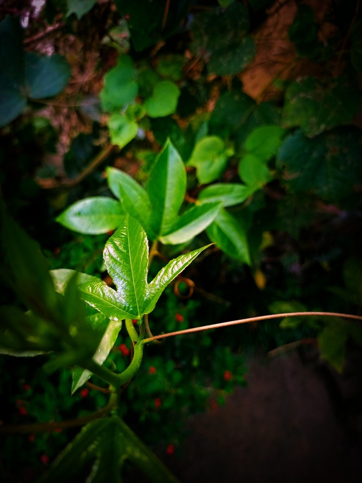 green