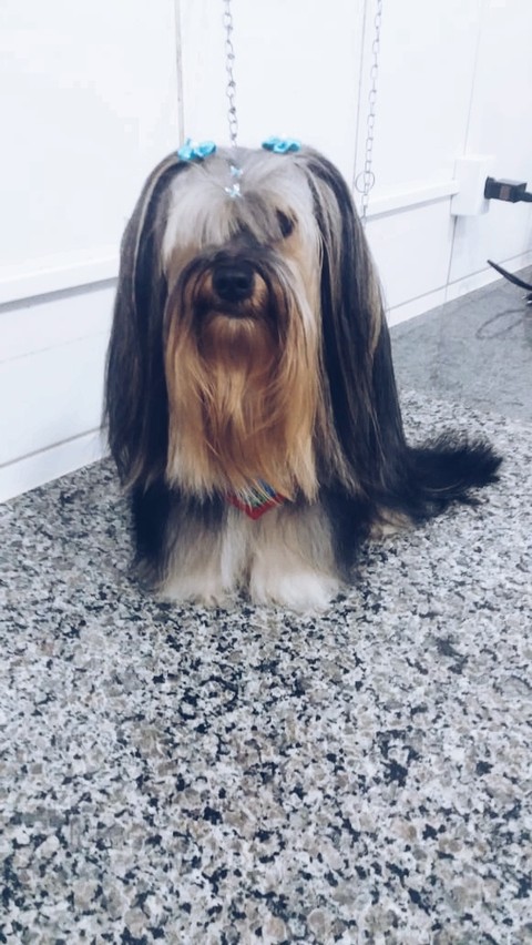sfondi dog, snout