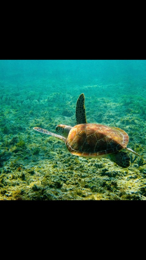 turtle