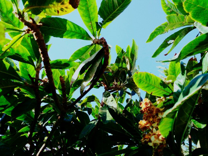loquats