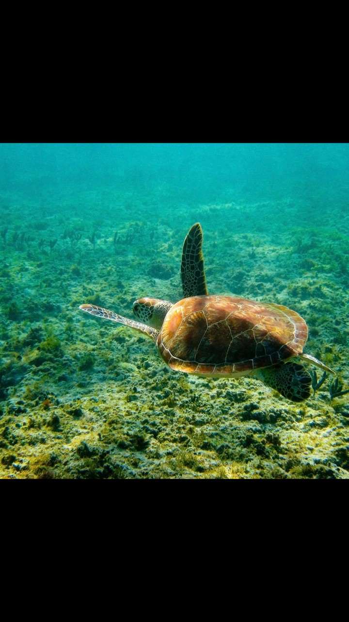 turtle