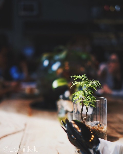 Night plant