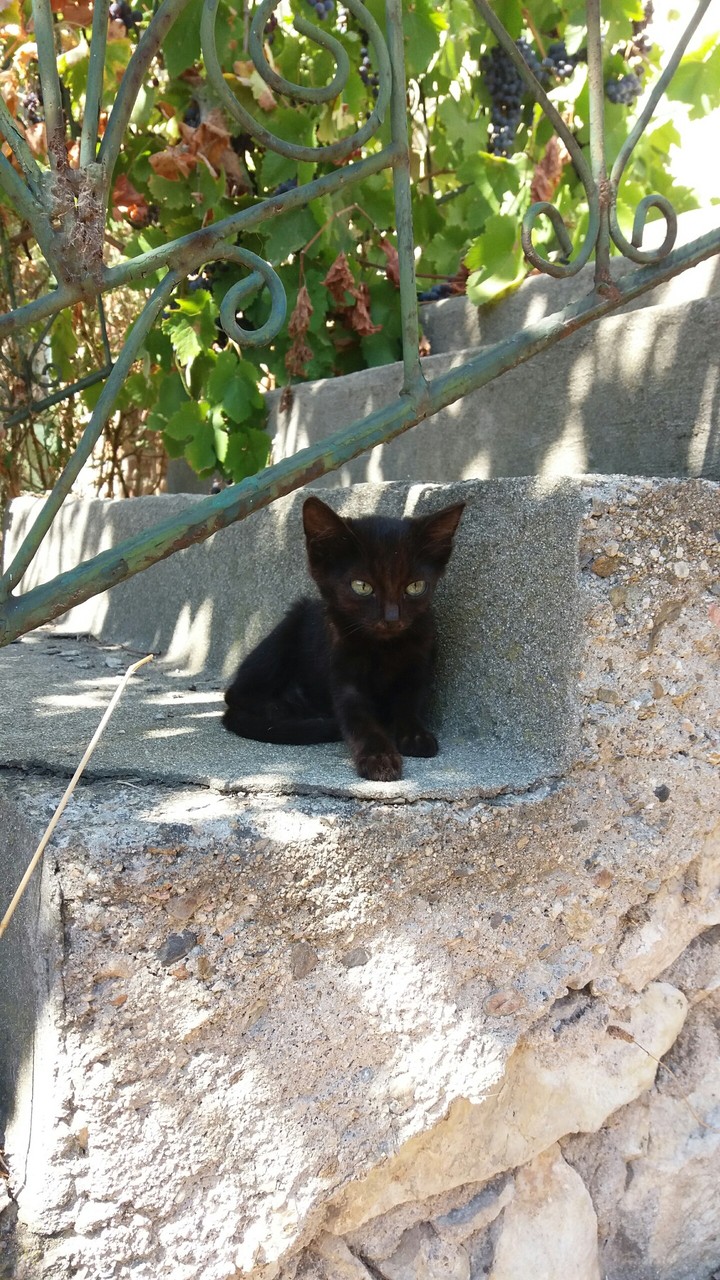 cat