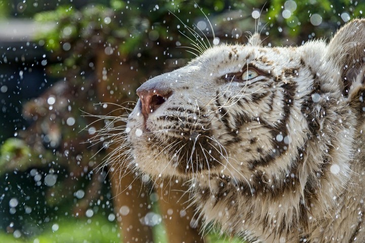 White Tiger