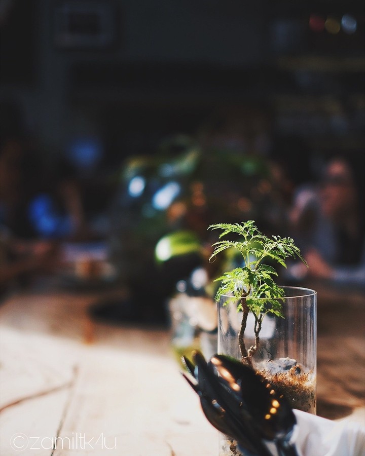 Night plant