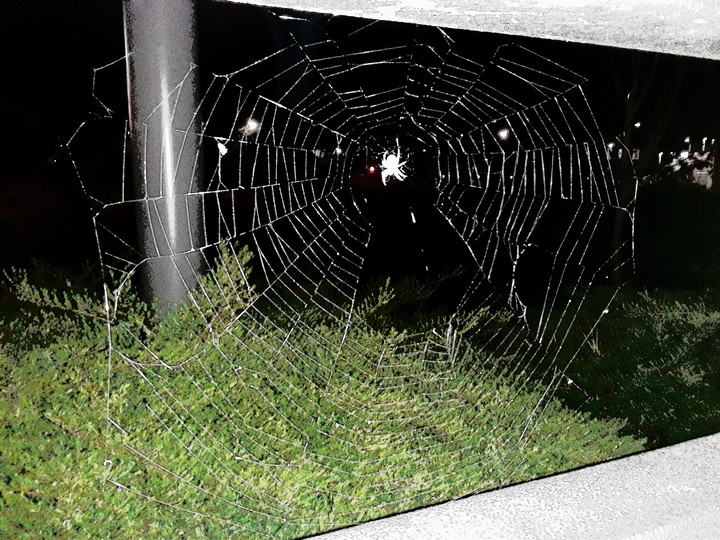 Spider Web