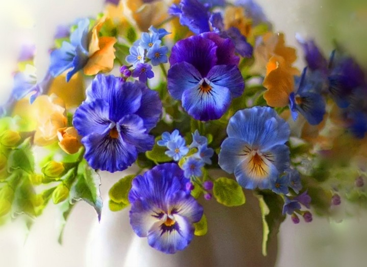 pansy
