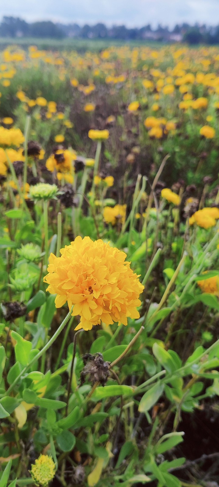 Sun flower