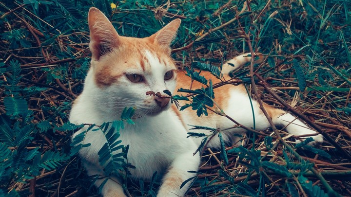 cat