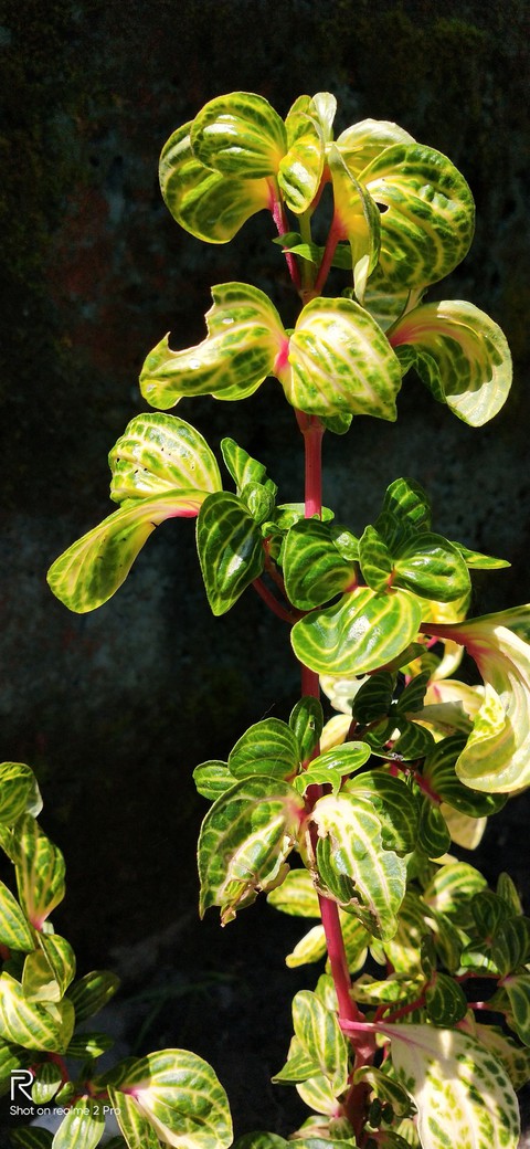 moneyplant