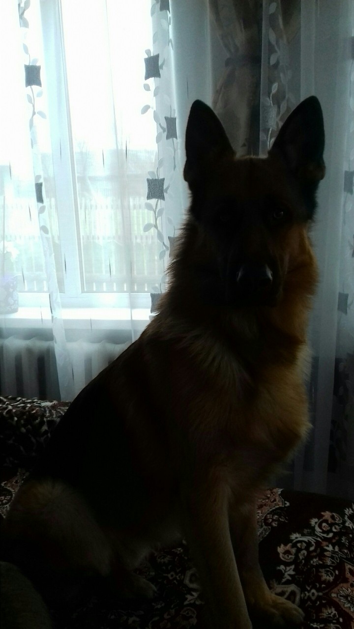 Rex♡♡♡