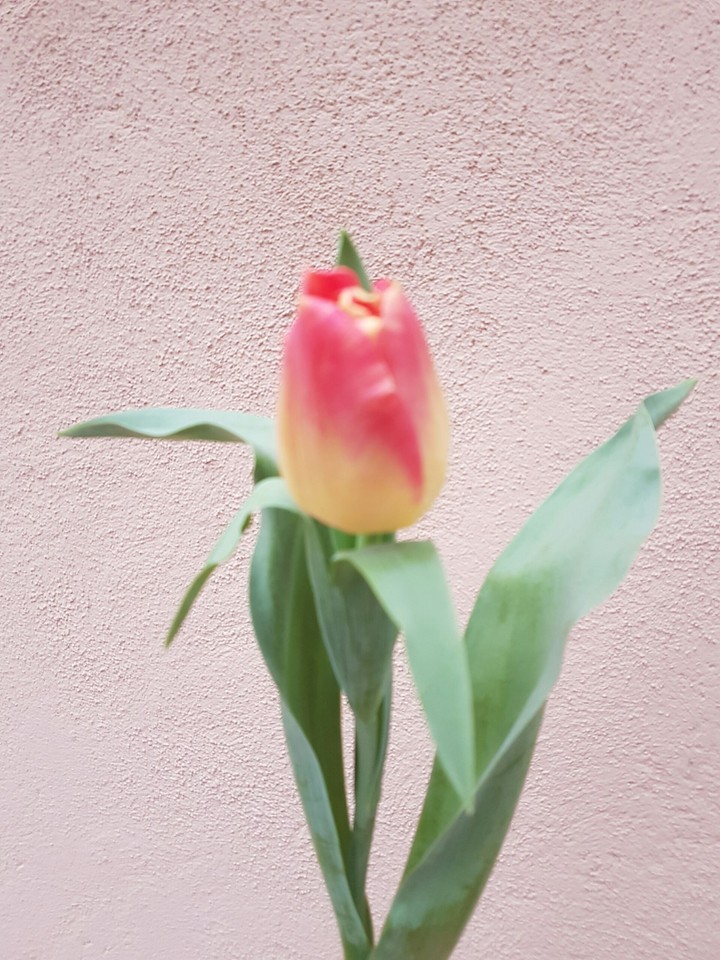 tulpe
