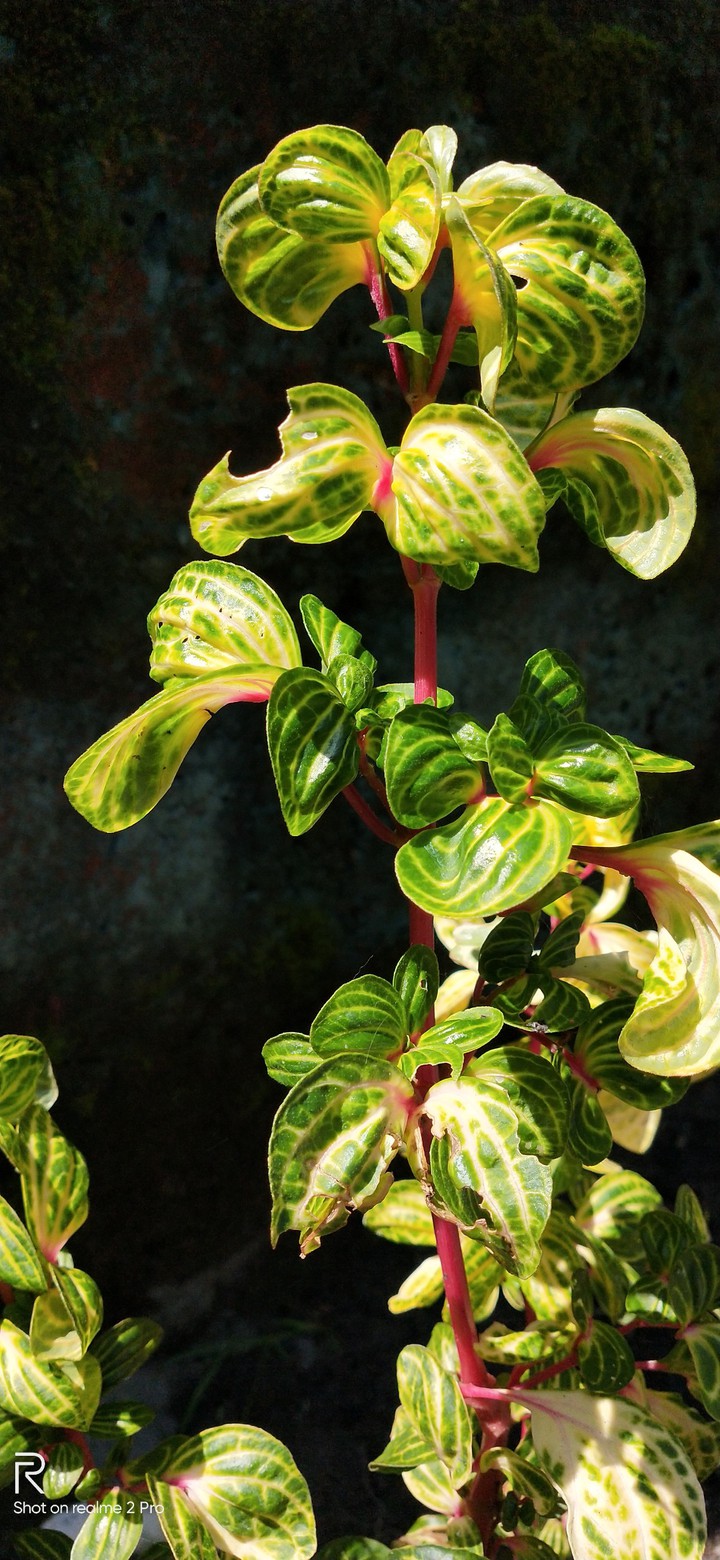moneyplant
