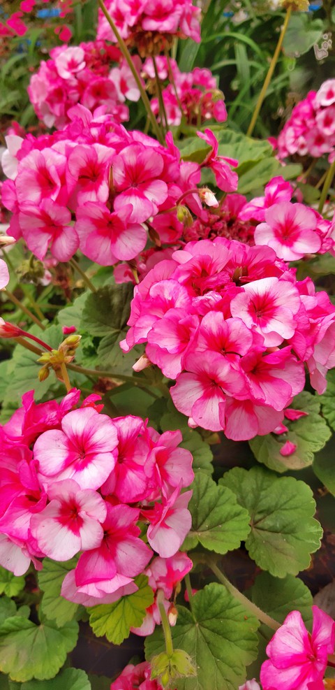 Petunia, petal háttérképek